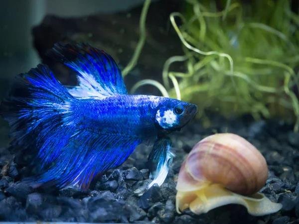 Everything You Need to Know About Betafish Care and Maintenance 2