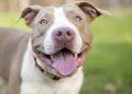 Motivations behind Why You Ought to Embrace a Pitbull
