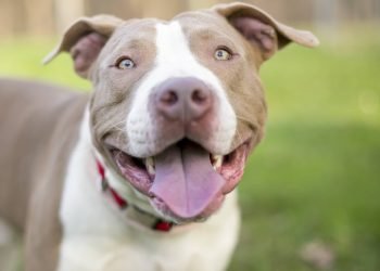Motivations behind Why You Ought to Embrace a Pitbull