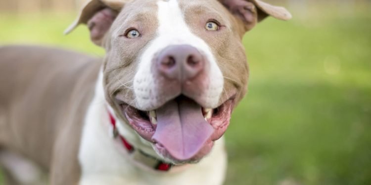 Motivations behind Why You Ought to Embrace a Pitbull