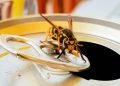 Things That Are Attracting Wasps To Your Home