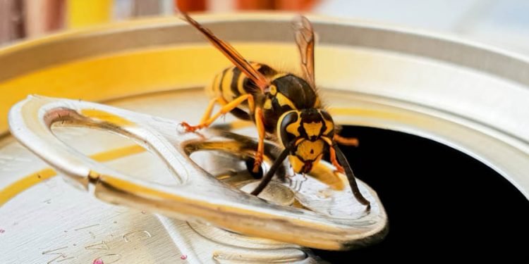 Things That Are Attracting Wasps To Your Home
