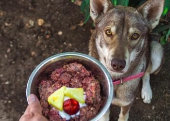 Benefits of Raw Puppy Food You Need To Know