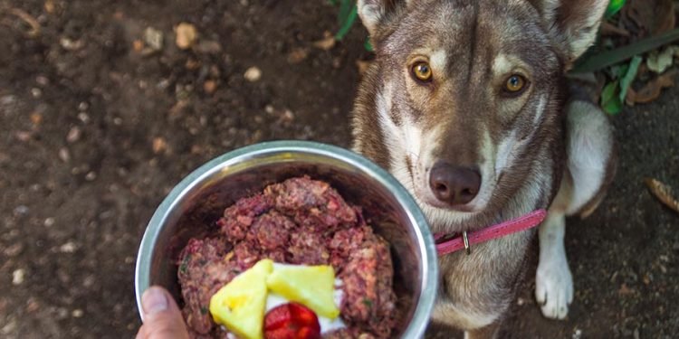 Benefits of Raw Puppy Food You Need To Know