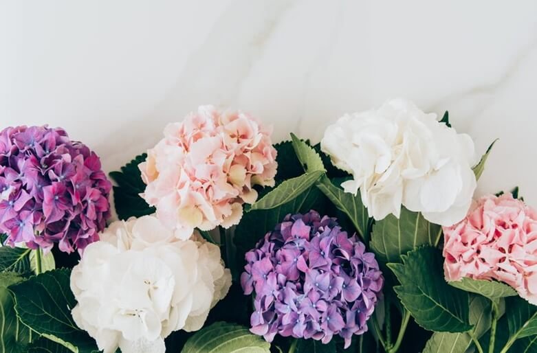 Enchanting Hydrangea Wedding Bouquets-2
