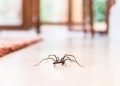 How to Get Rid of Spiders in Your Basement