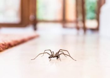 How to Get Rid of Spiders in Your Basement