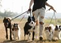 Pet Owners’ Guide for Finding the Best Dog Walkers in Brisbane