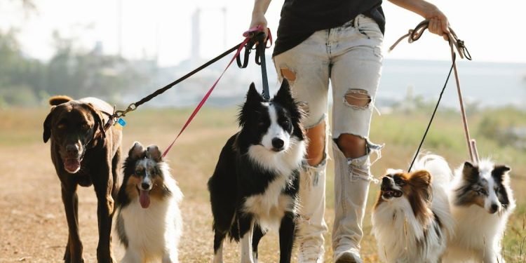 Pet Owners’ Guide for Finding the Best Dog Walkers in Brisbane