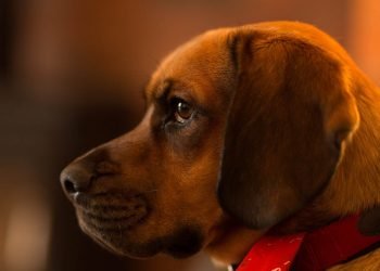 Pet care. What are dogs wipes used for