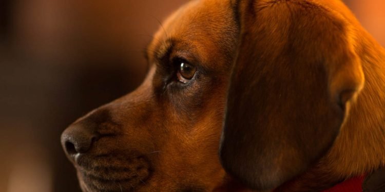 Pet care. What are dogs wipes used for