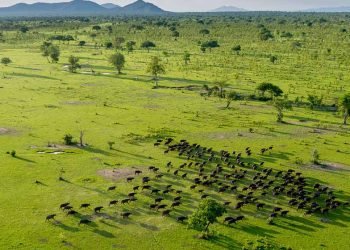 A Look into the Heart of Tanzania's Wild