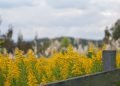 How to Managing Hay Fever Symptoms During a High Pollen Count in the USA
