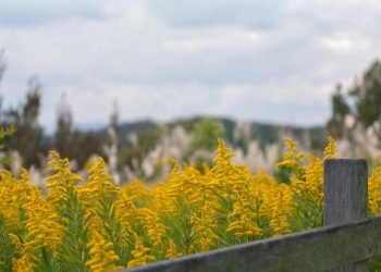 How to Managing Hay Fever Symptoms During a High Pollen Count in the USA