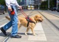 Rules and Regulations for service dog owners