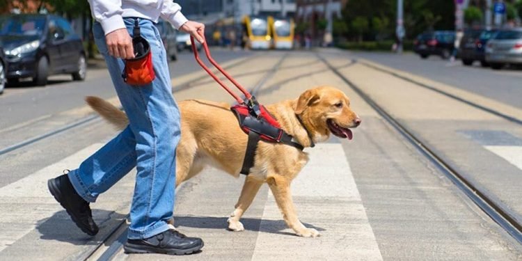 Rules and Regulations for service dog owners