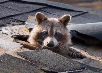 Animal Roof Damage