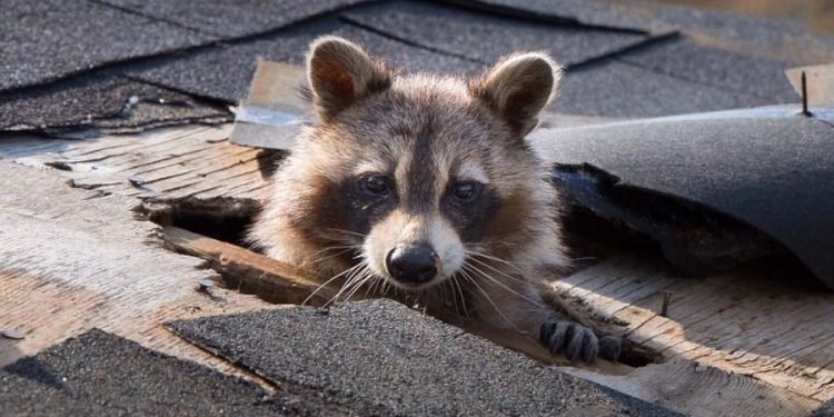 Animal Roof Damage