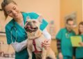 Pros and Cons of Being a Veterinarian