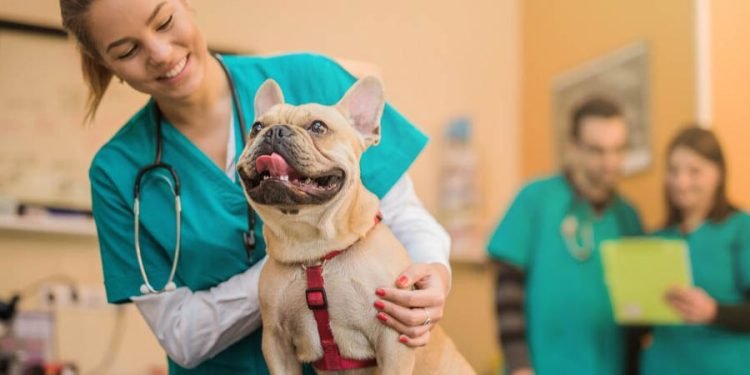 Pros and Cons of Being a Veterinarian