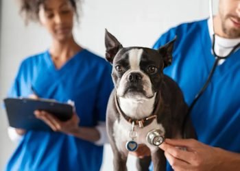 The Do's and Don’ts of Applying to Veterinary School