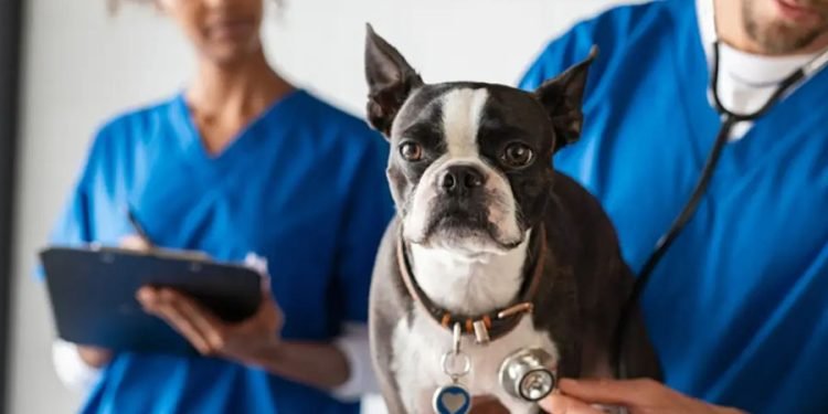 The Do's and Don’ts of Applying to Veterinary School