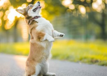 The Most Difficult Tricks to Train Your Dog