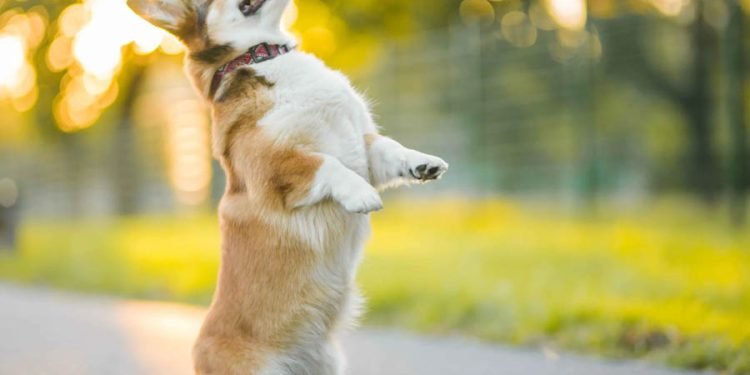 The Most Difficult Tricks to Train Your Dog