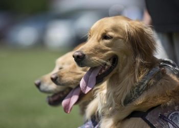 Anxiety Service Dog Tasks