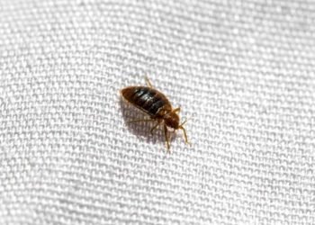 Battle Against Bed Bugs