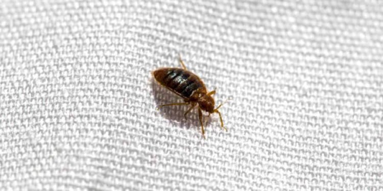 sleeping-with-the-enemy-the-battle-against-bed-bugs-in-lansing