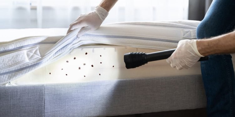 Exterminator For Bed Bugs