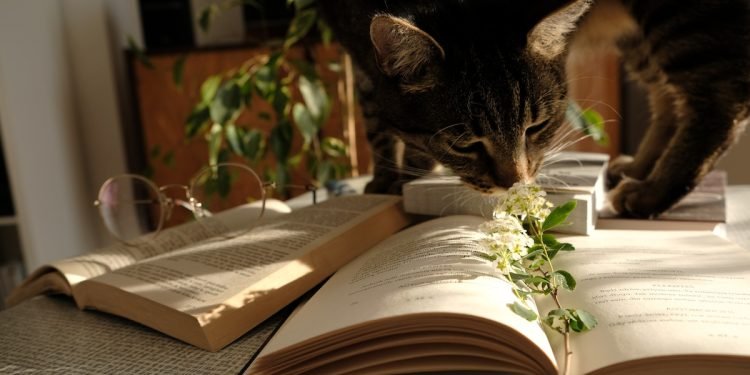 Pets in the City How to Make the Most of Your Studio Apartment (2)