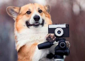 10 Holiday Photoshoot Ideas for Your Dog