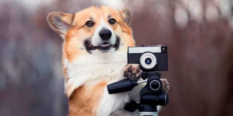 10 Holiday Photoshoot Ideas for Your Dog