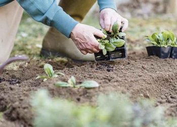 How To Make Gardening Easier For Elderly? 8 Helpful Tips