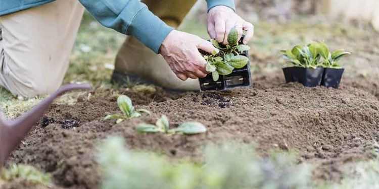 How To Make Gardening Easier For Elderly? 8 Helpful Tips