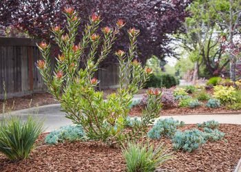 Drought-Tolerant Landscaping