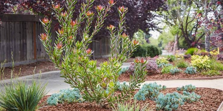 Drought-Tolerant Landscaping