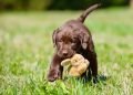 Lab Puppy From a Reputable Breeder