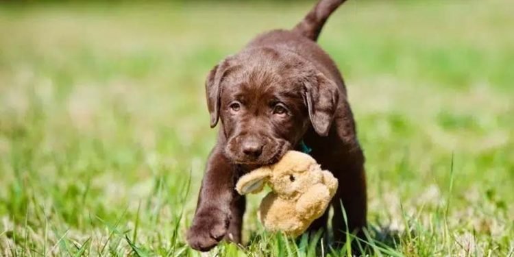 Lab Puppy From a Reputable Breeder