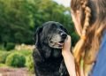 Caring for Senior Pets