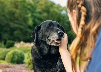 Caring for Senior Pets