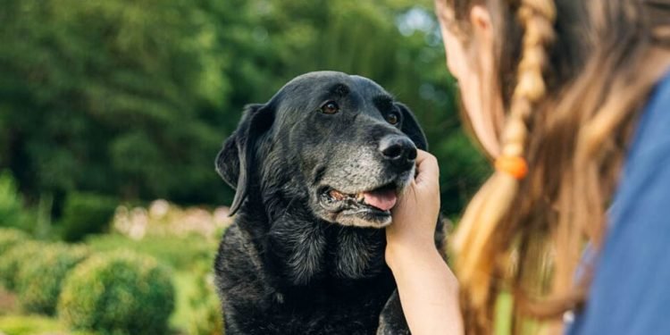 Caring for Senior Pets