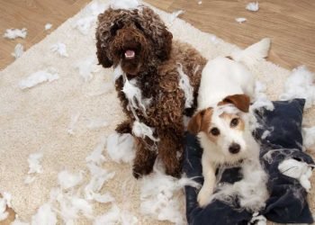 Doggie Tips If Your Pooch Is a Little Nervous