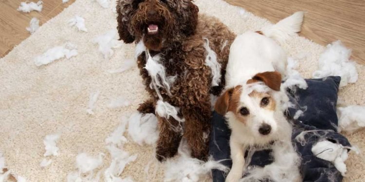 Doggie Tips If Your Pooch Is a Little Nervous