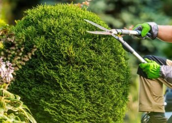 The Case for Regular Tree Trimming_ Why It's Important to Trim Trees