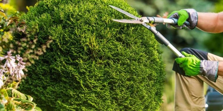 The Case for Regular Tree Trimming_ Why It's Important to Trim Trees