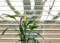 Window Treatments Decoded