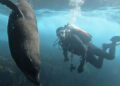 Best Dive Spot in Sydney